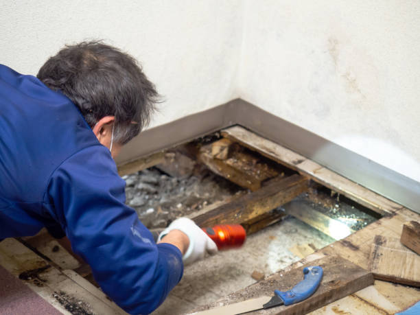 Best Mold Removal Specialists  in Louisiana, MO