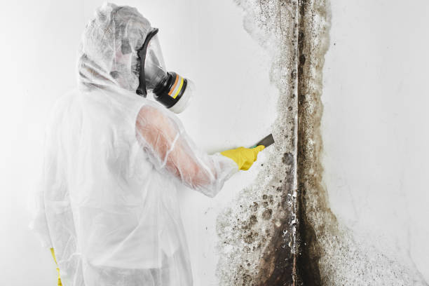 Best Mold Cleaning Services  in Louisiana, MO