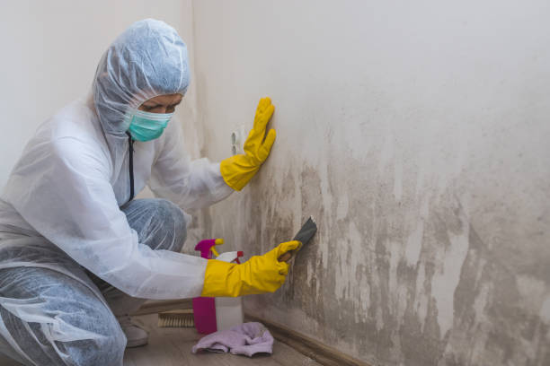 Attic Mold Removal in Louisiana, MO