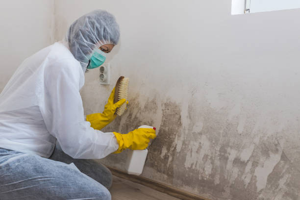 Best Commercial Mold Removal  in Louisiana, MO