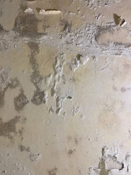 Best Mold Damage Repair  in Louisiana, MO